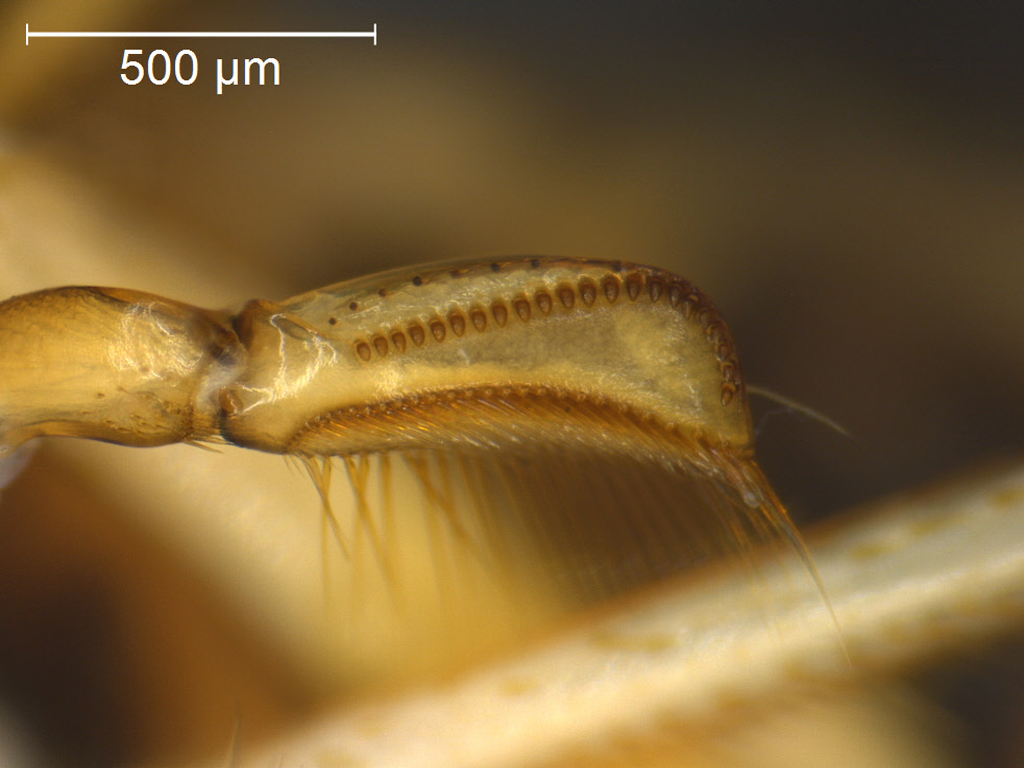 Hesperocorixa sahlbergi